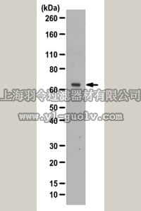 merck millipore,默克密理博,ABS530,Anti-CDC7 Antibody