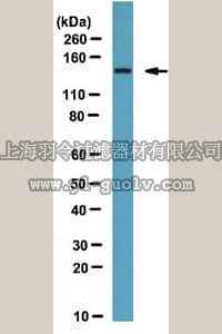 merck millipore,默克密理博,ABS53,Anti-FHOD1 Antibody