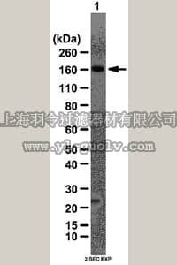 merck millipore,默克密理博,ABS54,Anti-AS160 Antibody