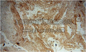 merck millipore,默克密理博,ABS582,Anti-ALPL Antibody