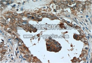 merck millipore,默克密理博,ABS583,Anti-AMH Antibody