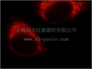 merck millipore,默克密理博,ABS588,Anti-NFS1 Antibody