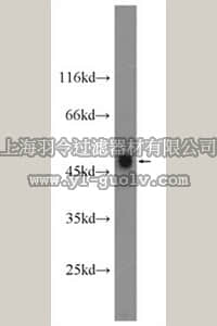 merck millipore,默克密理博,ABS589,Anti-ATP6AP2 Antibody