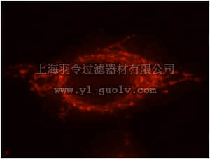 merck millipore,默克密理博,ABS590,Anti-PYCR2 Antibody