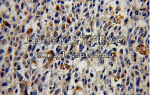 merck millipore,默克密理博,ABS591,Anti-GALE Antibody