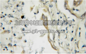 merck millipore,默克密理博,ABS593,Anti-CPB1 Antibody