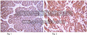 merck millipore,默克密理博,ABS59,Anti-SMURF2 Antibody