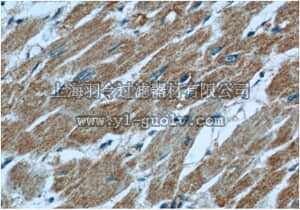 merck millipore,默克密理博,ABS600,Anti-LNPEP Antibody