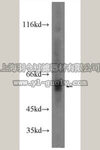 merck millipore,默克密理博,ABS601,Anti-CTSA Antibody