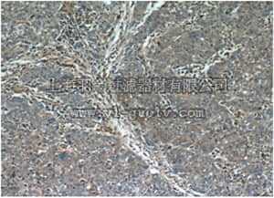 merck millipore,默克密理博,ABS602,Anti-CCT4 Antibody