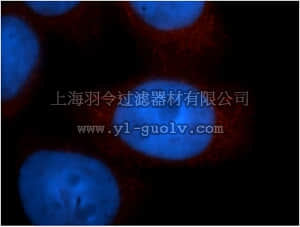 merck millipore,默克密理博,ABS603,Anti-ADRM1 Antibody