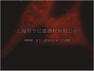 merck millipore,默克密理博,ABS609,Anti-ASNA1 Antibody