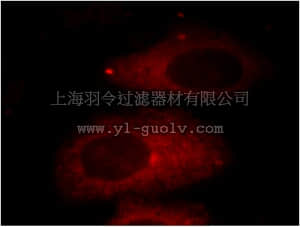 merck millipore,默克密理博,ABS610,Anti-HADHA Antibody