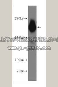 merck millipore,默克密理博,ABS615,Anti-PHIP Antibody