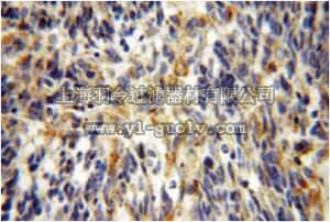 merck millipore,默克密理博,ABS616,Anti-FSTL1 Antibody