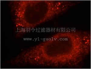 merck millipore,默克密理博,ABS617,Anti-Pyruvate Carboxylase Antibody (PC)