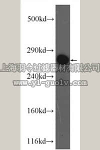 merck millipore,默克密理博,ABS618,Anti-LRP2 Antibody