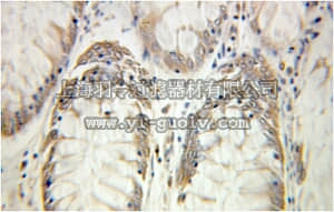 merck millipore,默克密理博,ABS620,Anti-RHOA Antibody