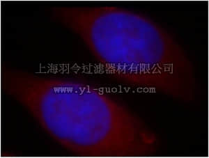 merck millipore,默克密理博,ABS621,Anti-NAT1 Antibody