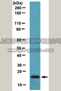 merck millipore,默克密理博,ABS64,Anti-Coactosin-like protein Antibody