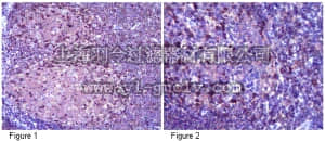 merck millipore,默克密理博,ABS68,Anti-Fer Antibody