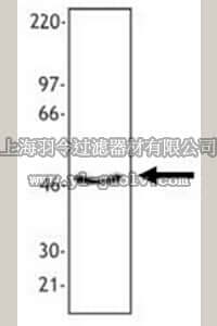 merck millipore,默克密理博,ABS701,Anti-RCC1 Antibody