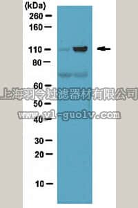 merck millipore,默克密理博,ABS70,Anti-Toca-1 Antibody
