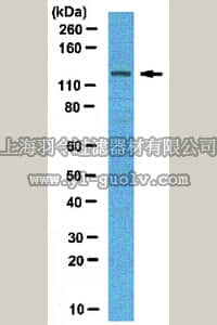 merck millipore,默克密理博,ABS71,Anti-GEF-H1 Antibody