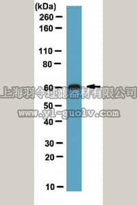 merck millipore,默克密理博,ABS72,Anti-WAS protein family homolog 1 (CT) Antibody