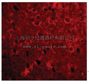 merck millipore,默克密理博,ABS764,Anti-GPAT-1 Antibody