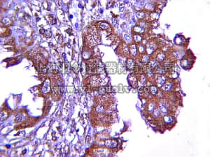 merck millipore,默克密理博,ABS82,Anti-VEGF Antibody