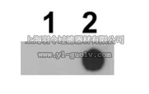 merck millipore,默克密理博,ABS88,Anti-phospho-mTOR (Thr2164) Antibody