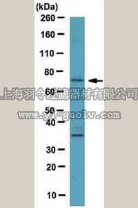 merck millipore,默克密理博,ABS89,Anti-Plk3 Antibody