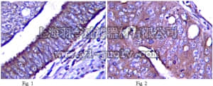 merck millipore,默克密理博,ABS90,Anti-Notch 1 Antibody, extracellular