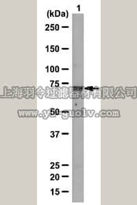 merck millipore,默克密理博,ABS92,Anti-TNK1 Antibody