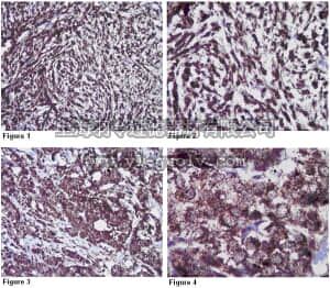 merck millipore,默克密理博,ABS93,Anti-RAB25 Antibody