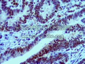 merck millipore,默克密理博,ABS94,Anti-MLK1 Antibody