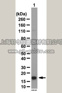merck millipore,默克密理博,ABS95,Anti-NDK A Antibody