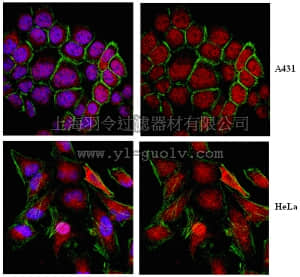 merck millipore,默克密理博,ABS97,Anti-KEAP1 Antibody merck millipore,默克密理博,ABS97,Anti-KEAP1 Antibody