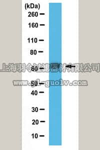 merck millipore,默克密理博,ABS983,Anti-DMT1 Antibody