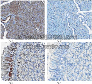 merck millipore,默克密理博,ABS99,Anti-Wrch-1 Antibody
