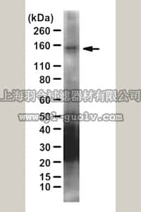 merck millipore,默克密理博,ABT102,Anti-Tks5, PX domain Antibody