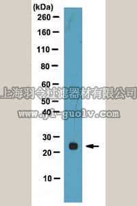 merck millipore,默克密理博,ABT106,Anti-Tric-A Antibody