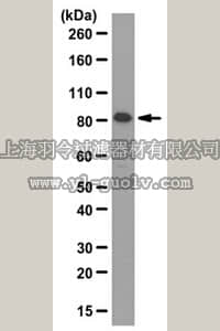 merck millipore,默克密理博,ABT108,Anti-Lnk/SH2B adapter protein 3 Antibody