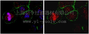 merck millipore,默克密理博,ABT10,Anti-CKAP5 Antibody