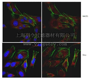 merck millipore,默克密理博,ABT110,Anti-SDHD (CybS) Antibody