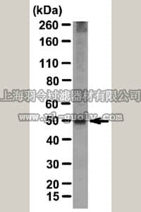 merck millipore,默克密理博,ABT115,Anti-FucT-III Antibody