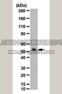 merck millipore,默克密理博,ABT117,Anti-Alpha-(1,3)-fucosyltransferase 7 Antibody