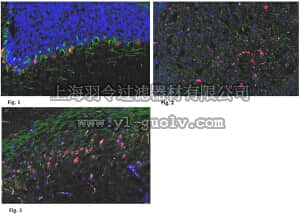 merck millipore,默克密理博,ABT119,Anti-CELSR1 Antibody