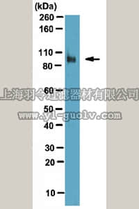 merck millipore,默克密理博,ABT11,Anti-Fibroblast activation protein alpha (FAP) Antibody